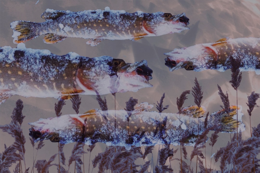 Winter fishing tactics